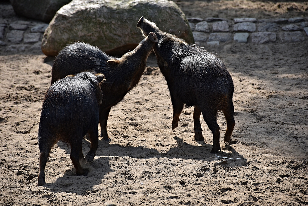White-lipped peccary
