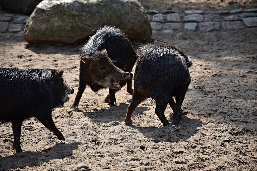 White-lipped peccary