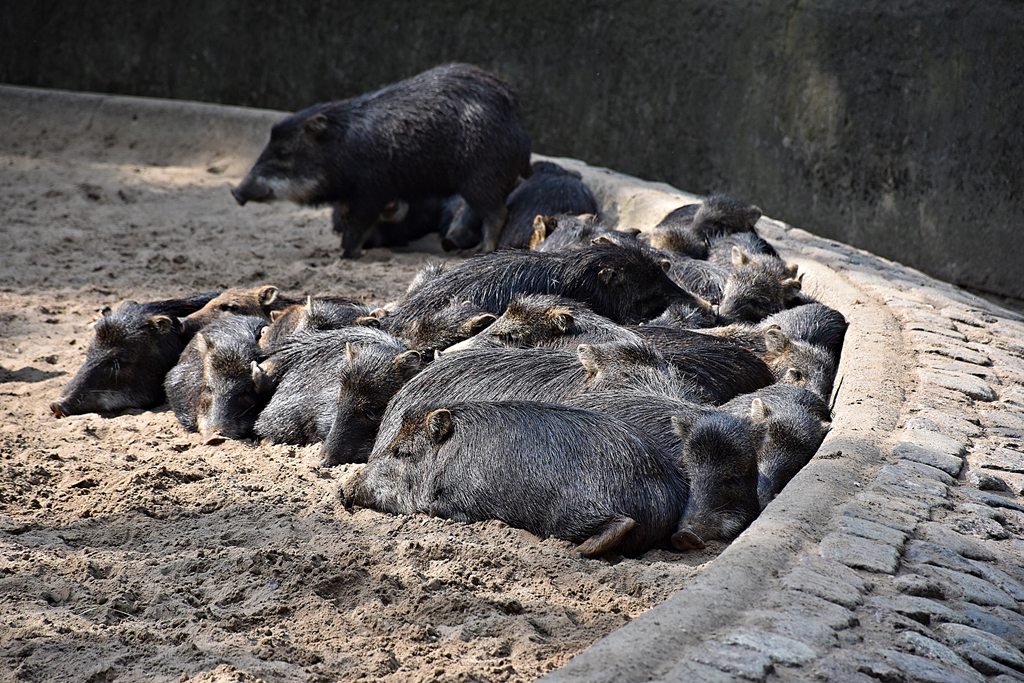 White-lipped peccary