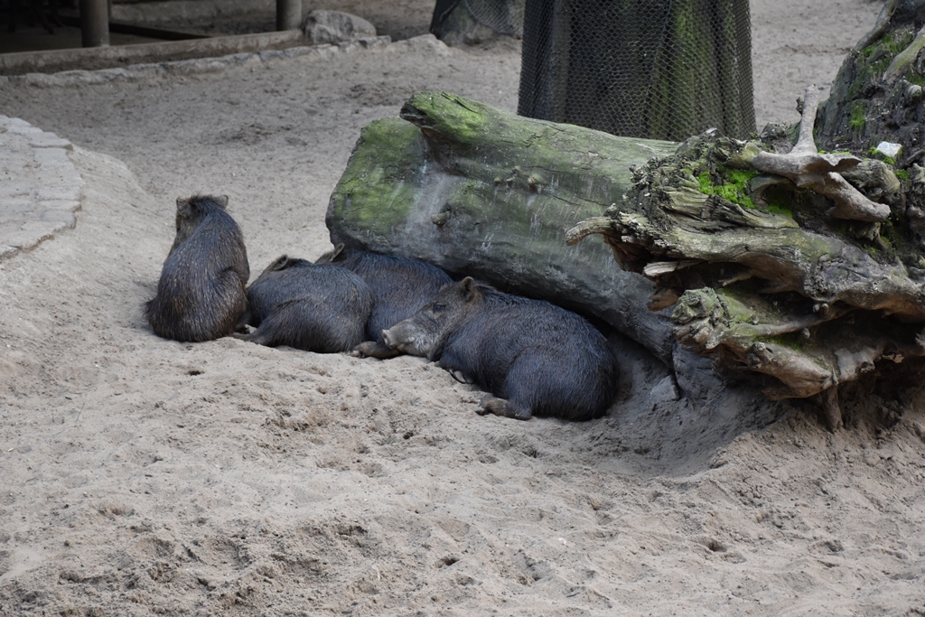White-lipped peccary