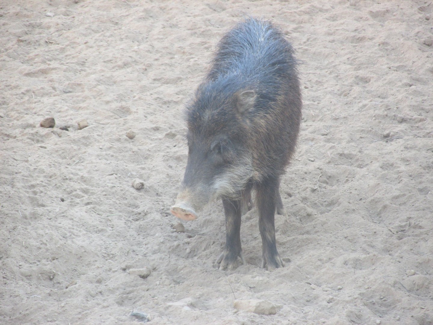 white lipped peccary