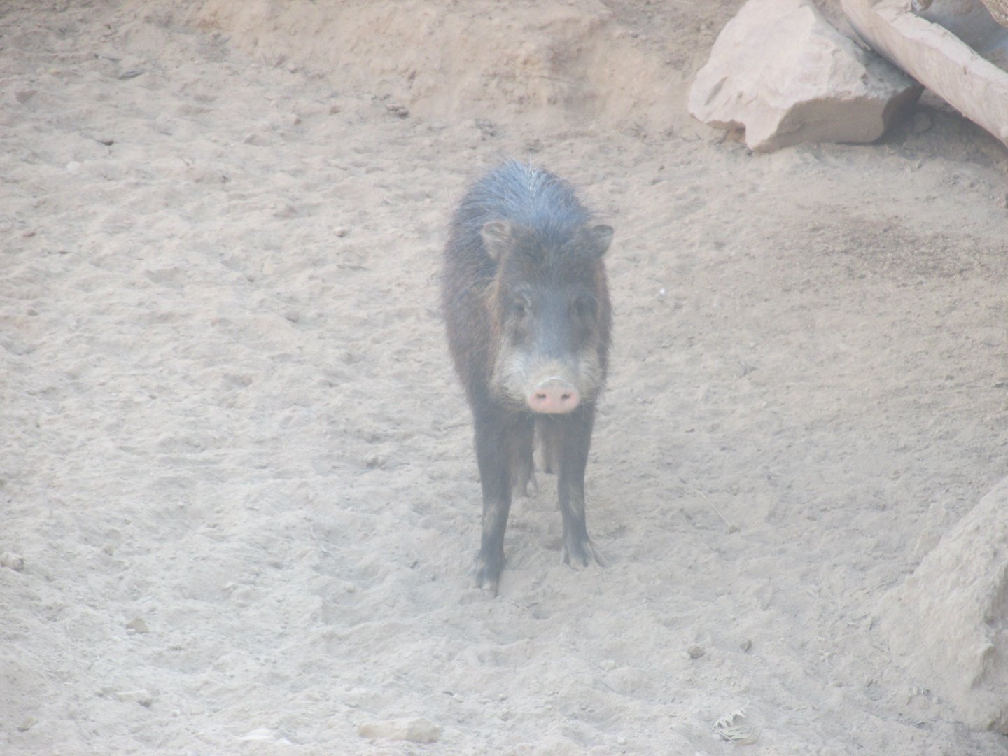 white lipped peccary