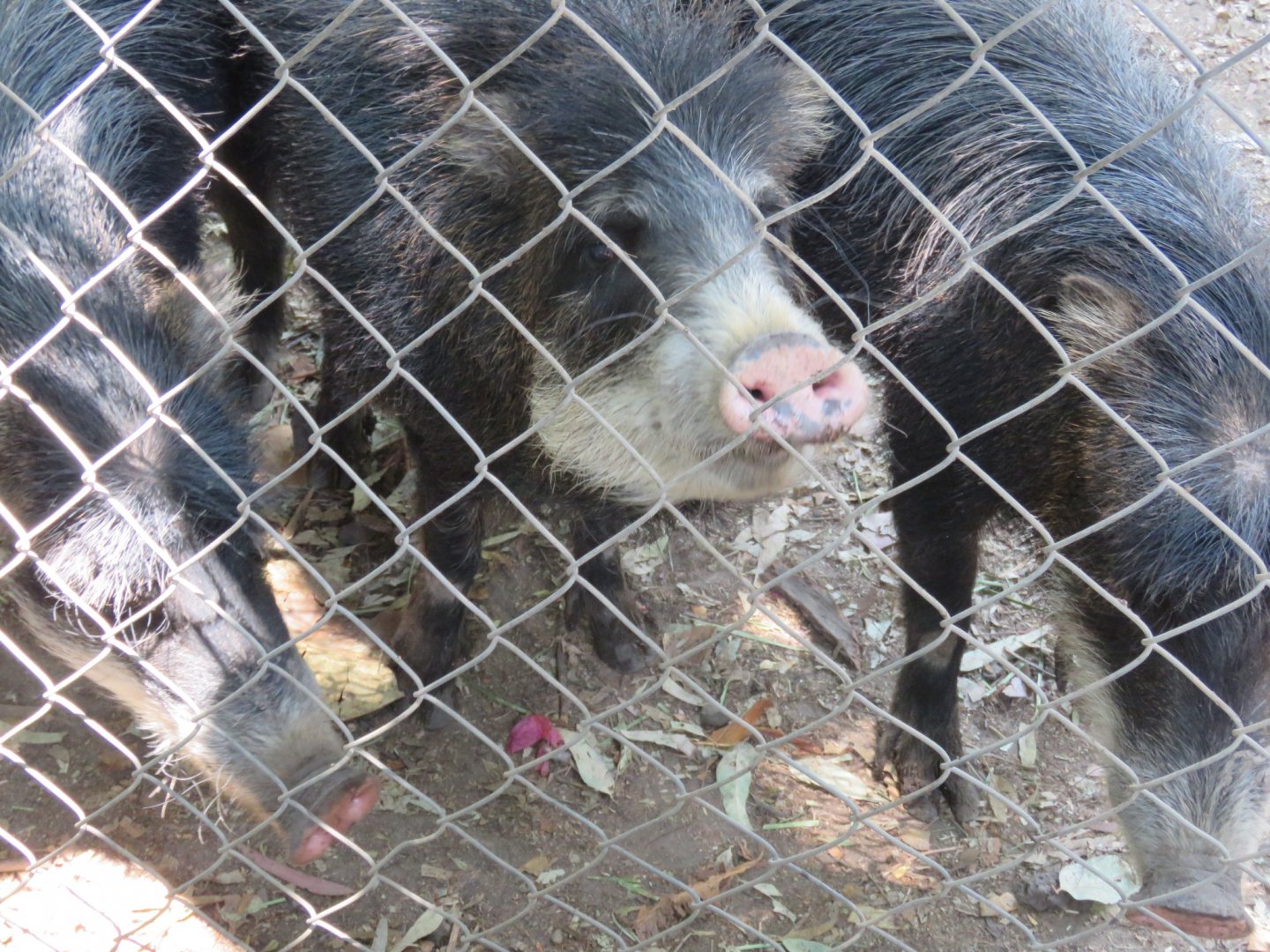 White lipped peccary