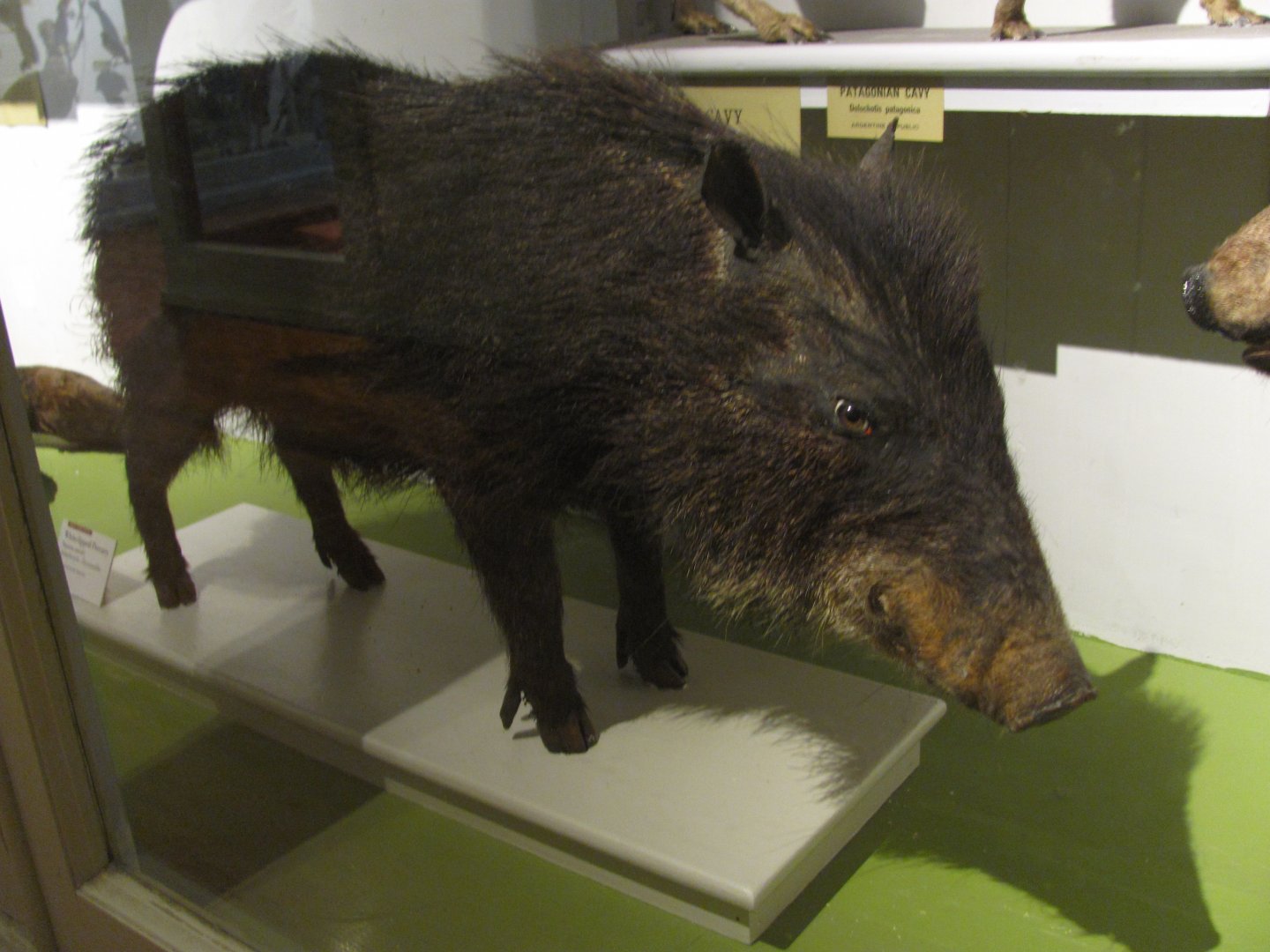 White Lipped Peccary