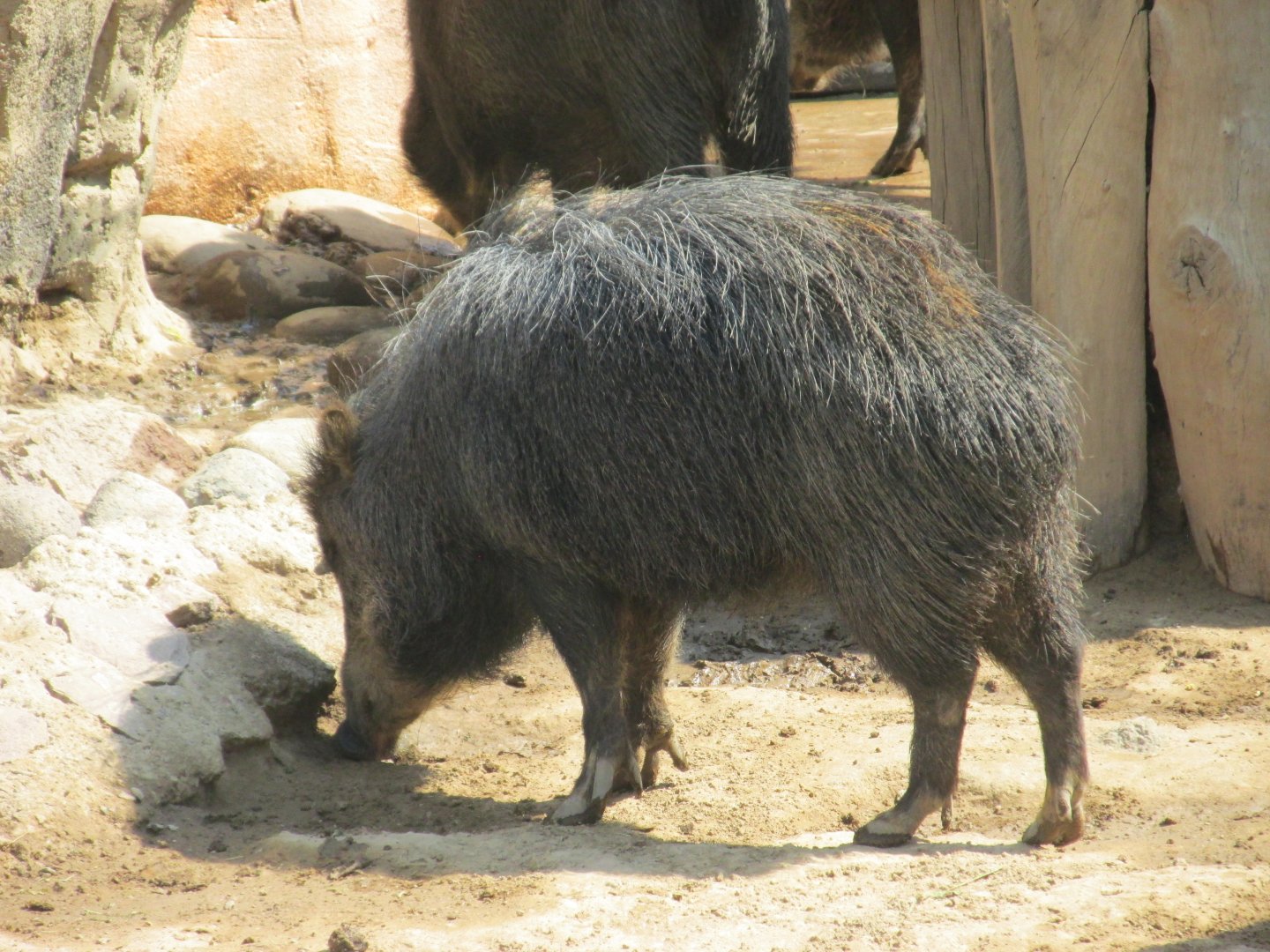 white lipped peccary