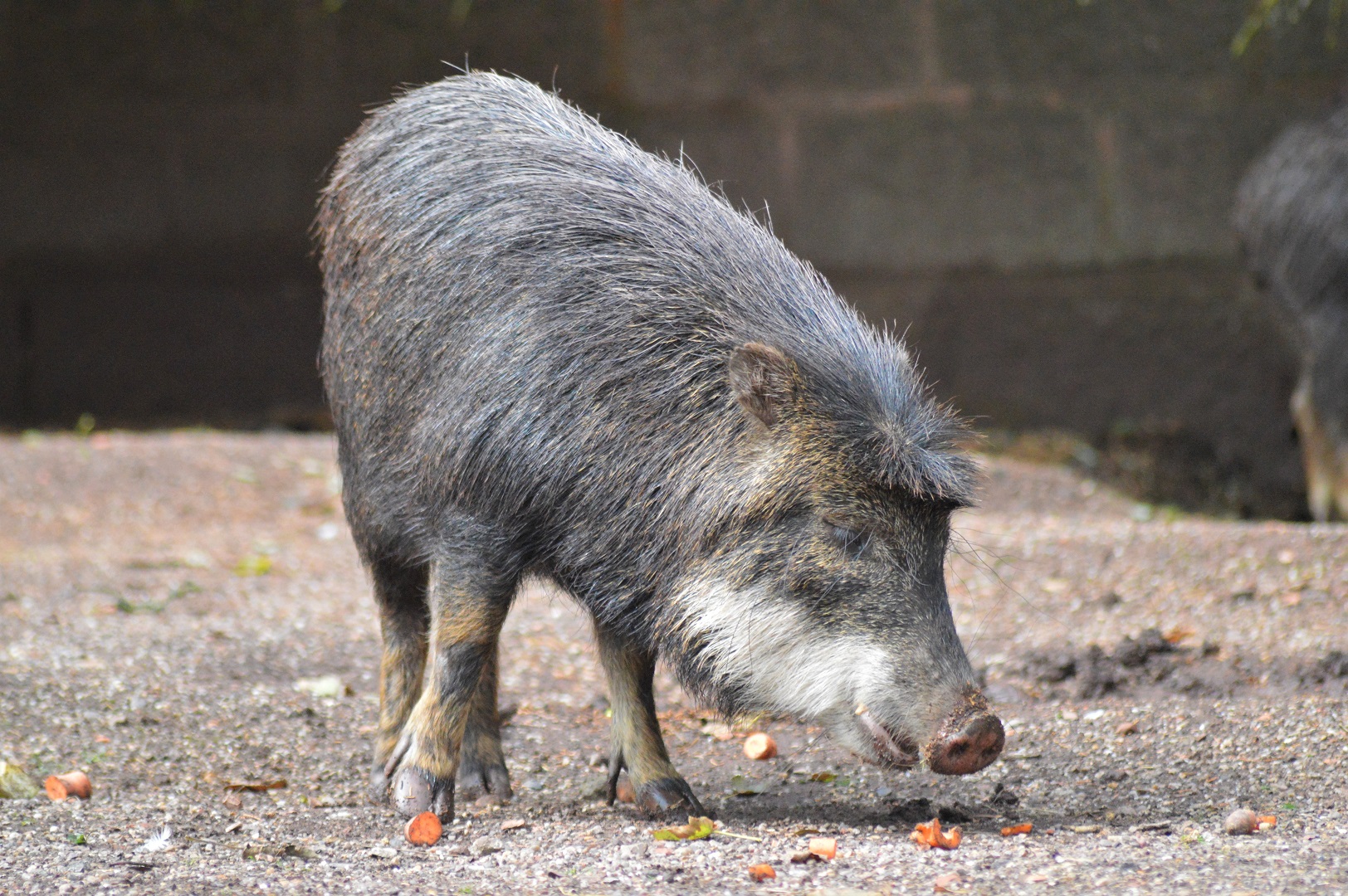 White-lipped peccary