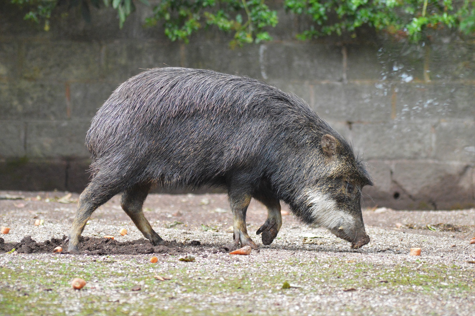 White-lipped peccary