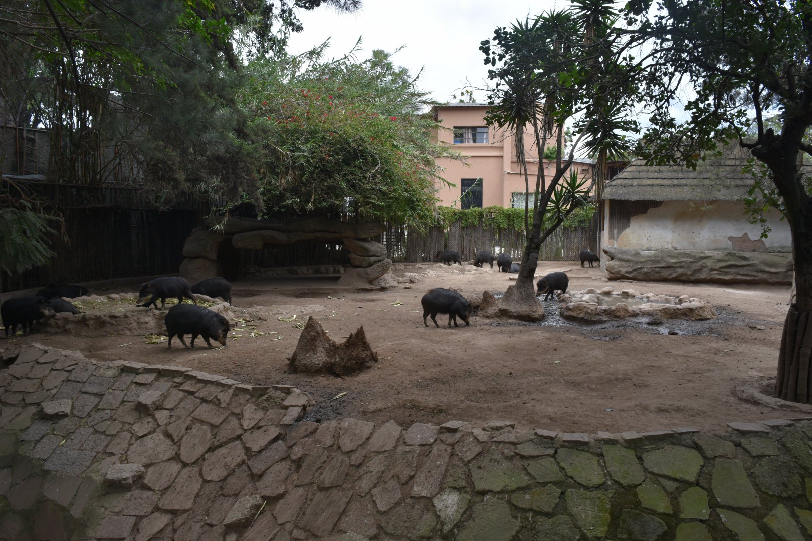 White-lipped Peccary