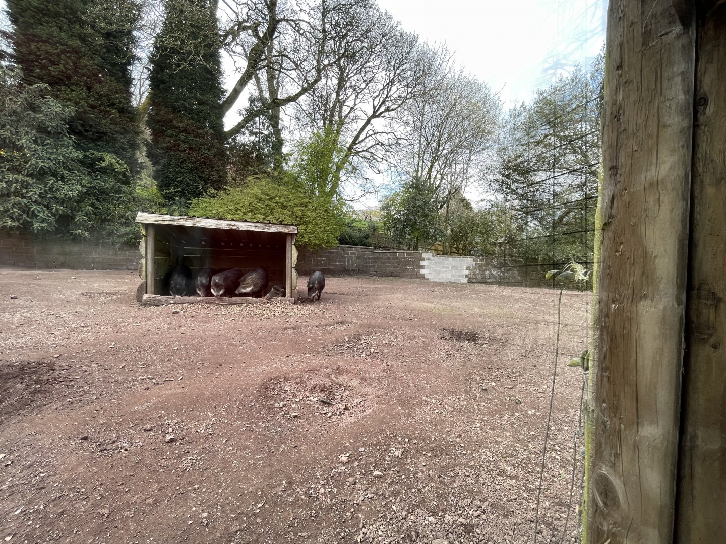 White lipped Peccary