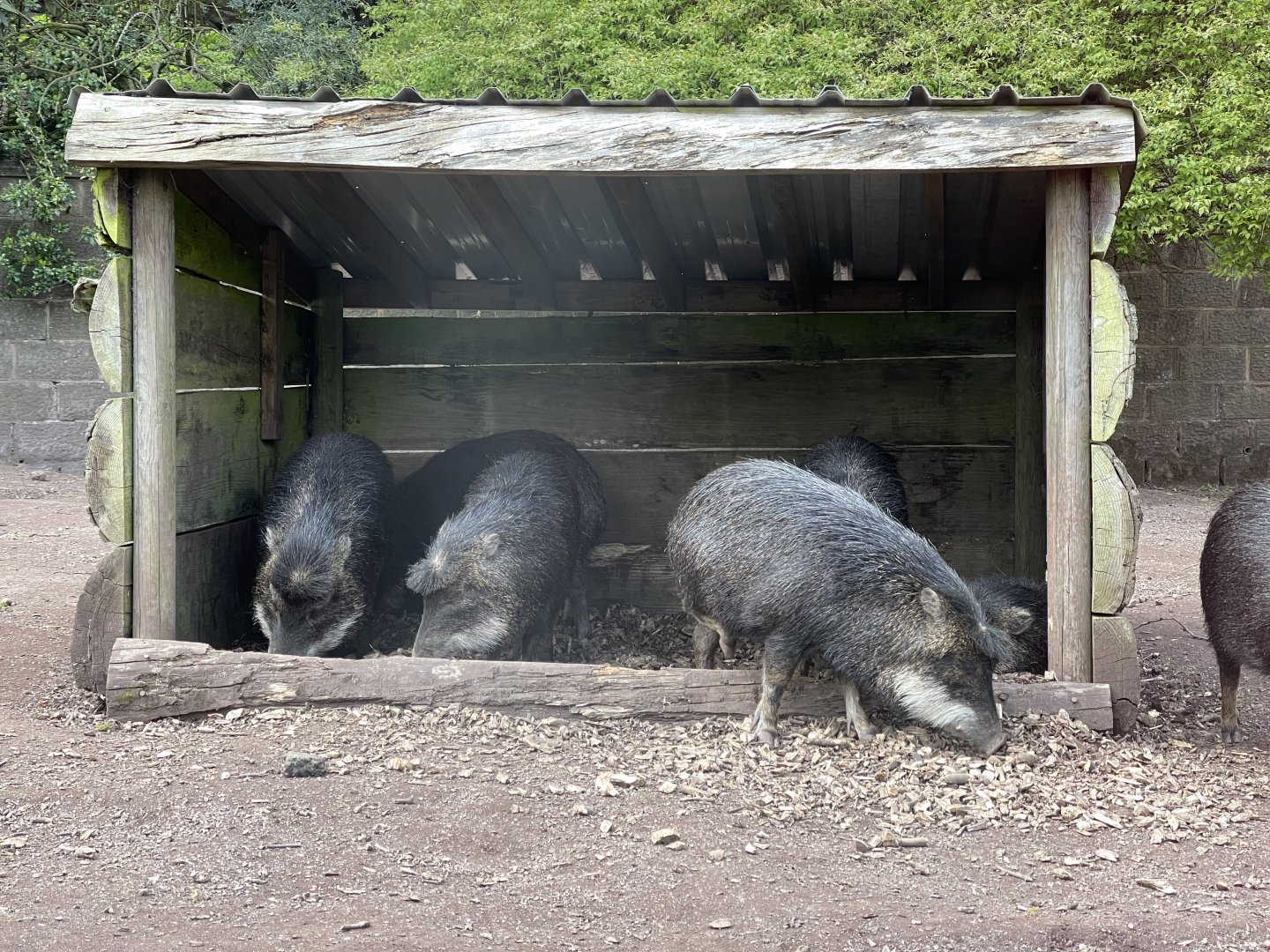 White lipped Peccary