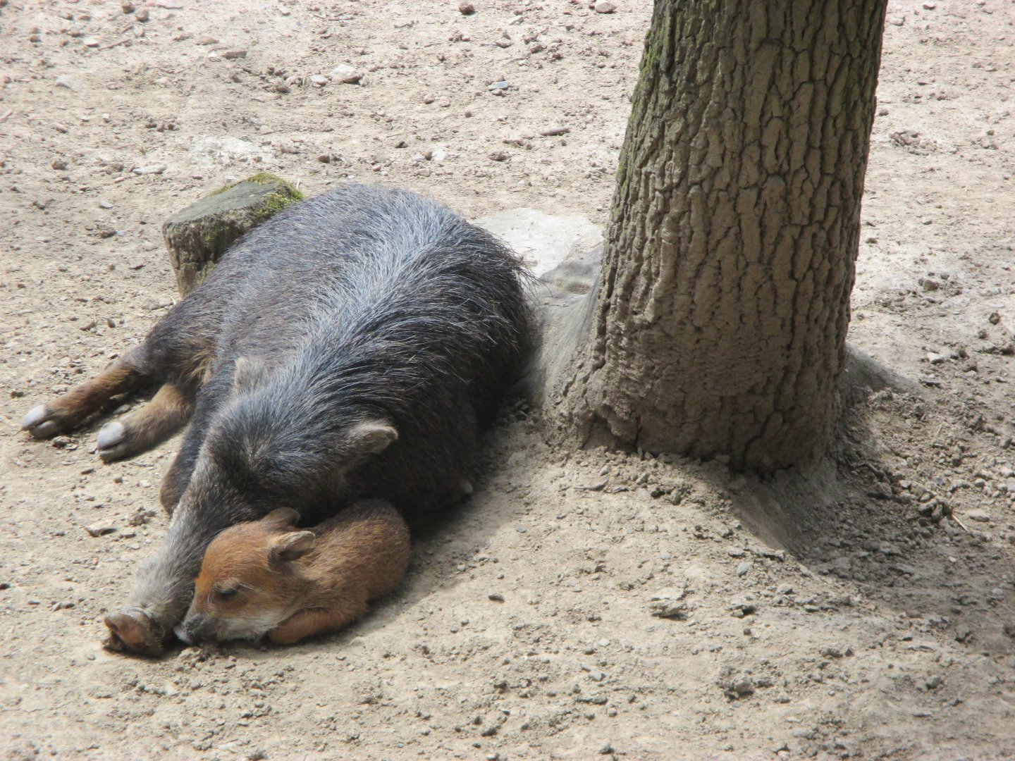 White- lipped peccary