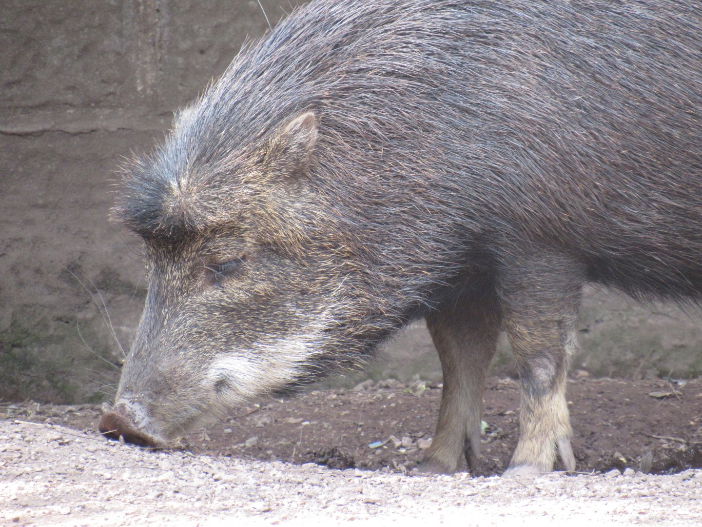 White-Lipped Peccary