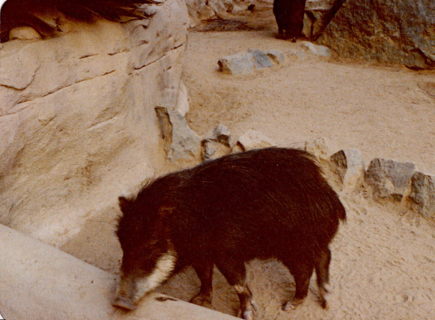 White-lipped Peccary