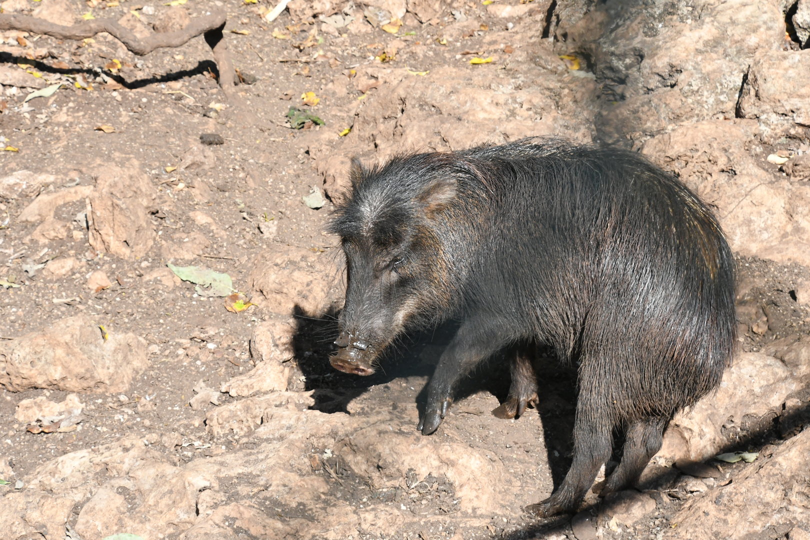 White-lipped Peccary