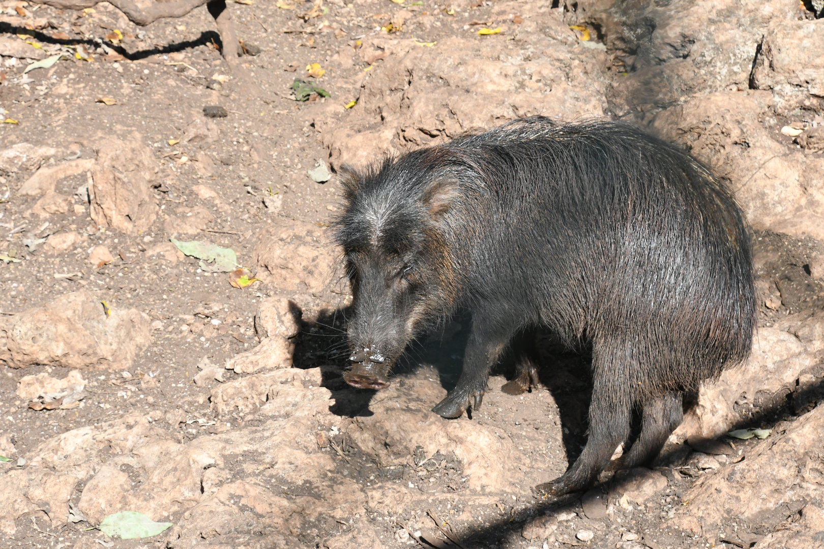 White-lipped Peccary