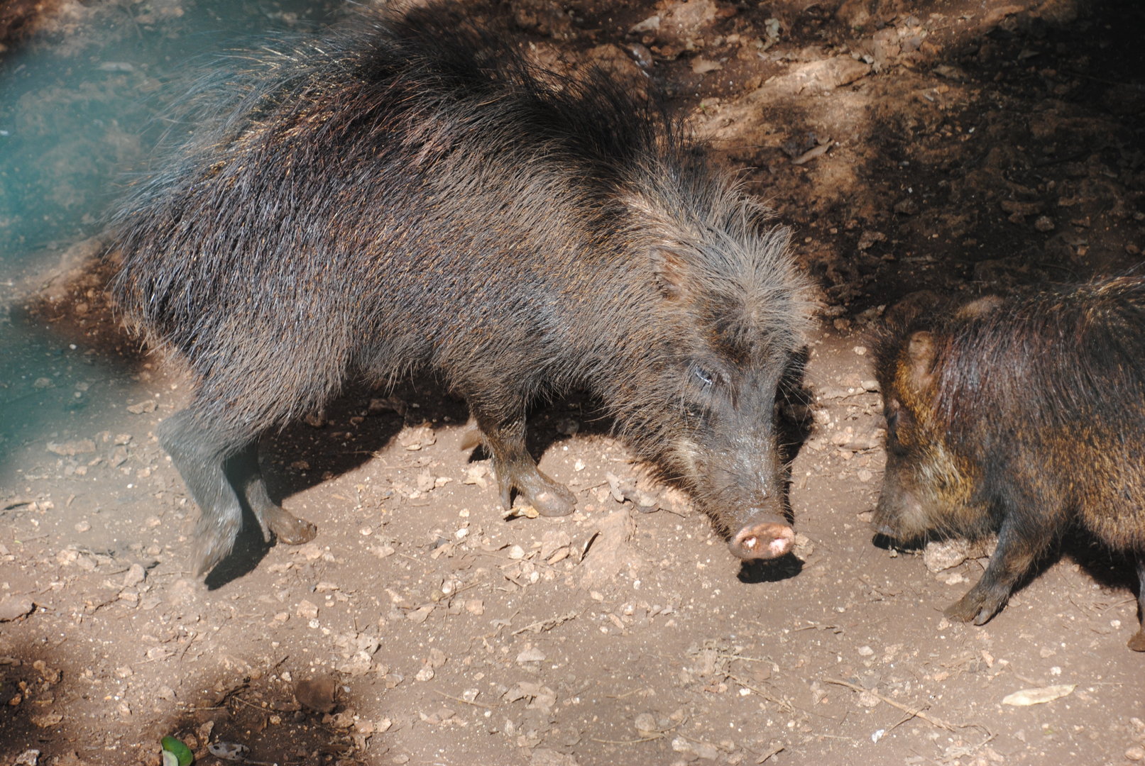 White-lipped Peccary