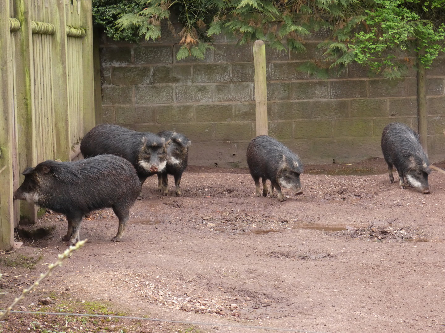 White-lipped peccary