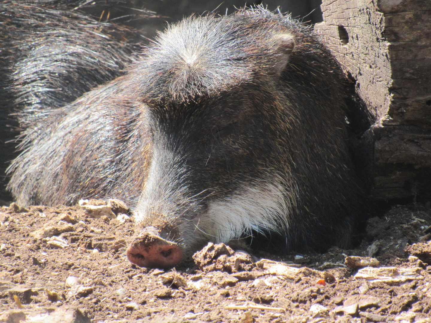 White-Lipped Peccary