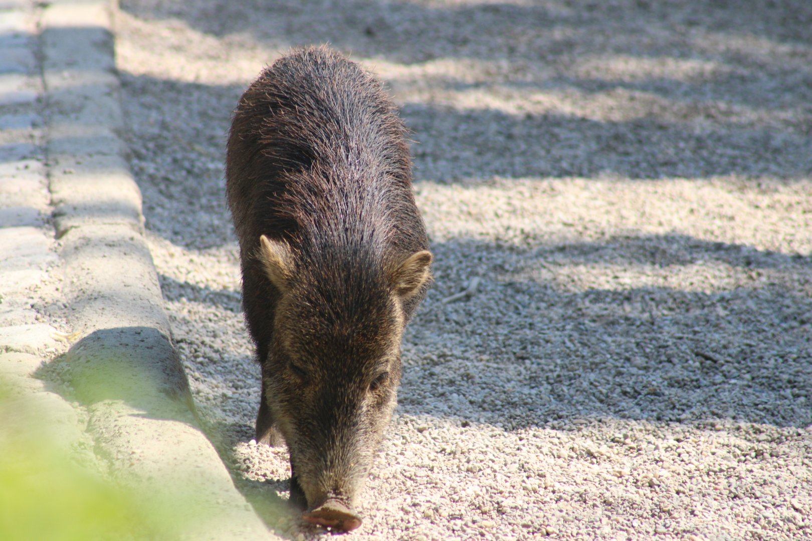 White-lipped Peccary
