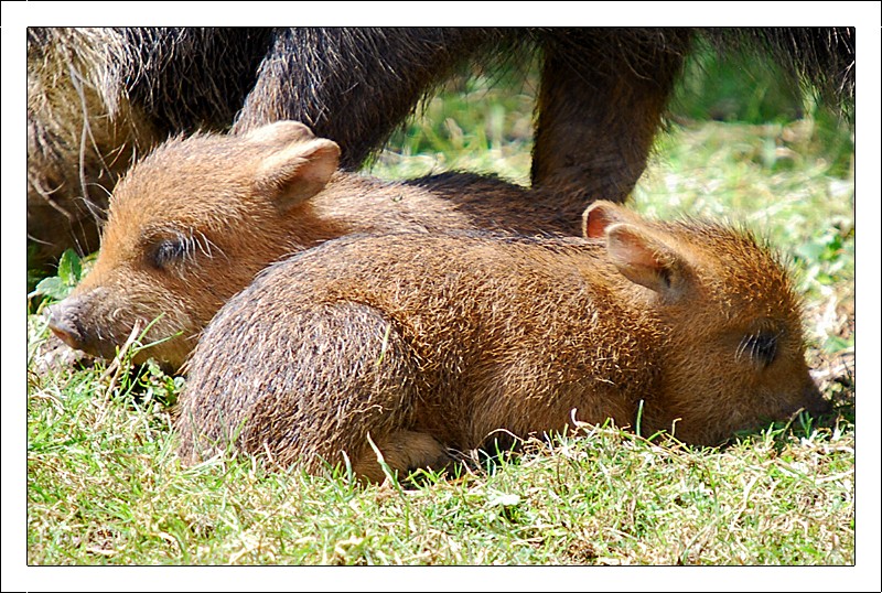White Lipped Peccary