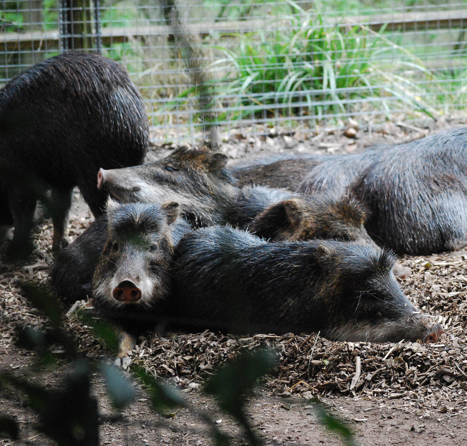 White Lipped Peccary