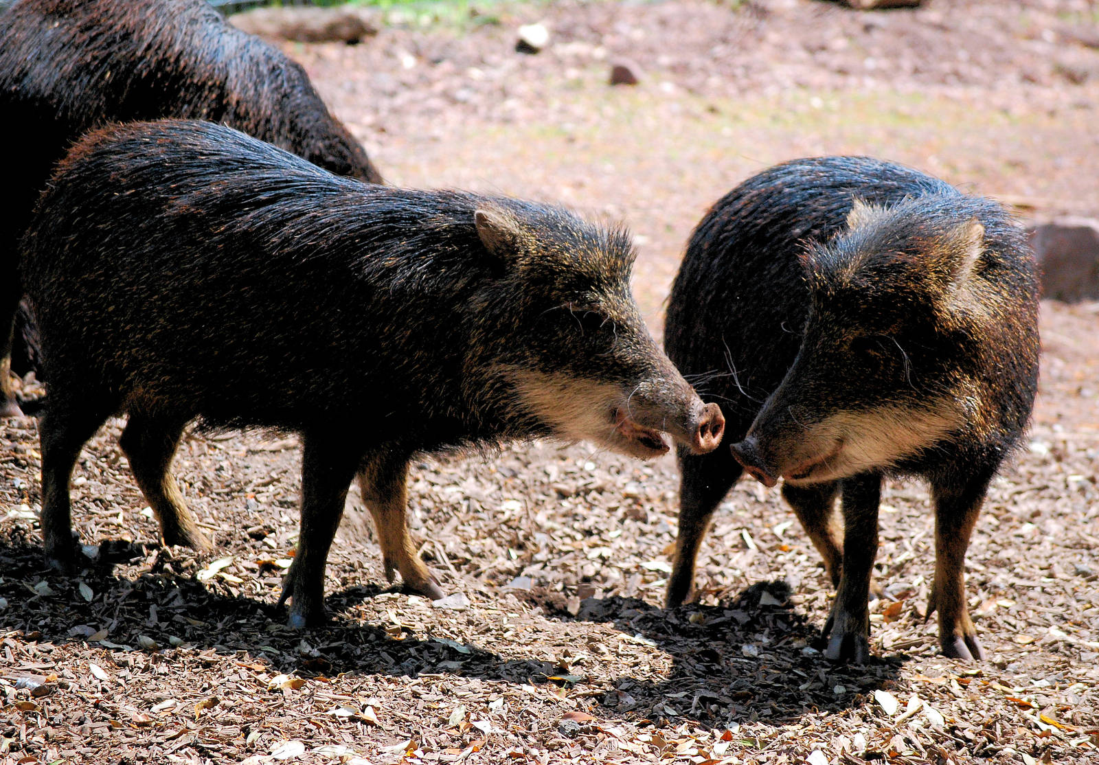White lipped peccary