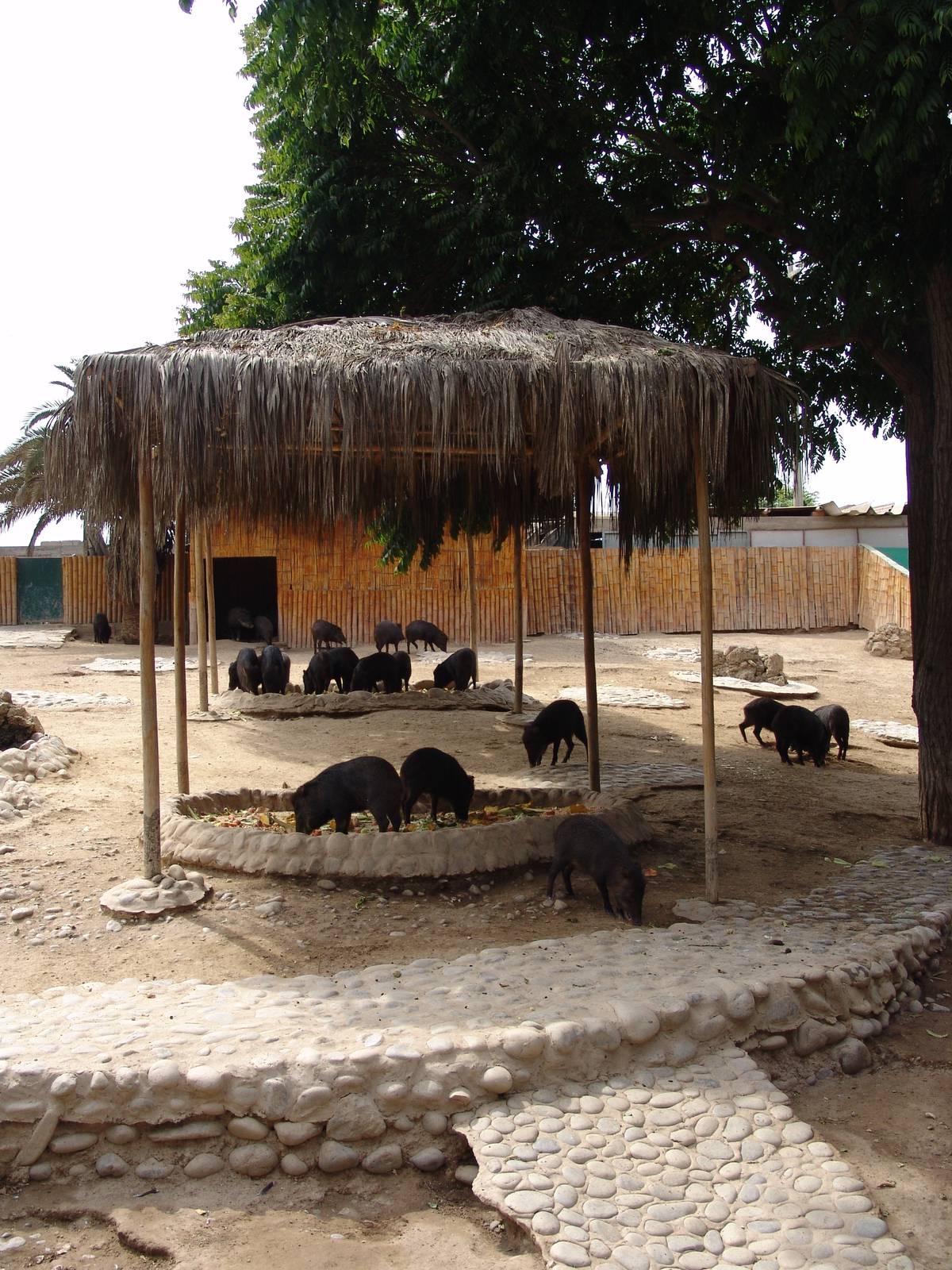 White-lipped Peccary's (Tayassu pecari) enclosure