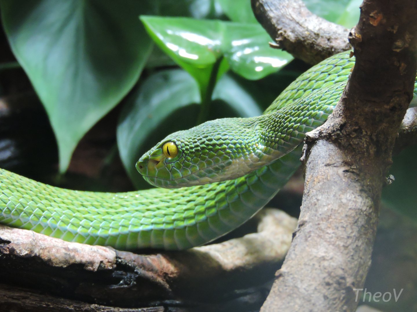 White-lipped pit viper [2015]