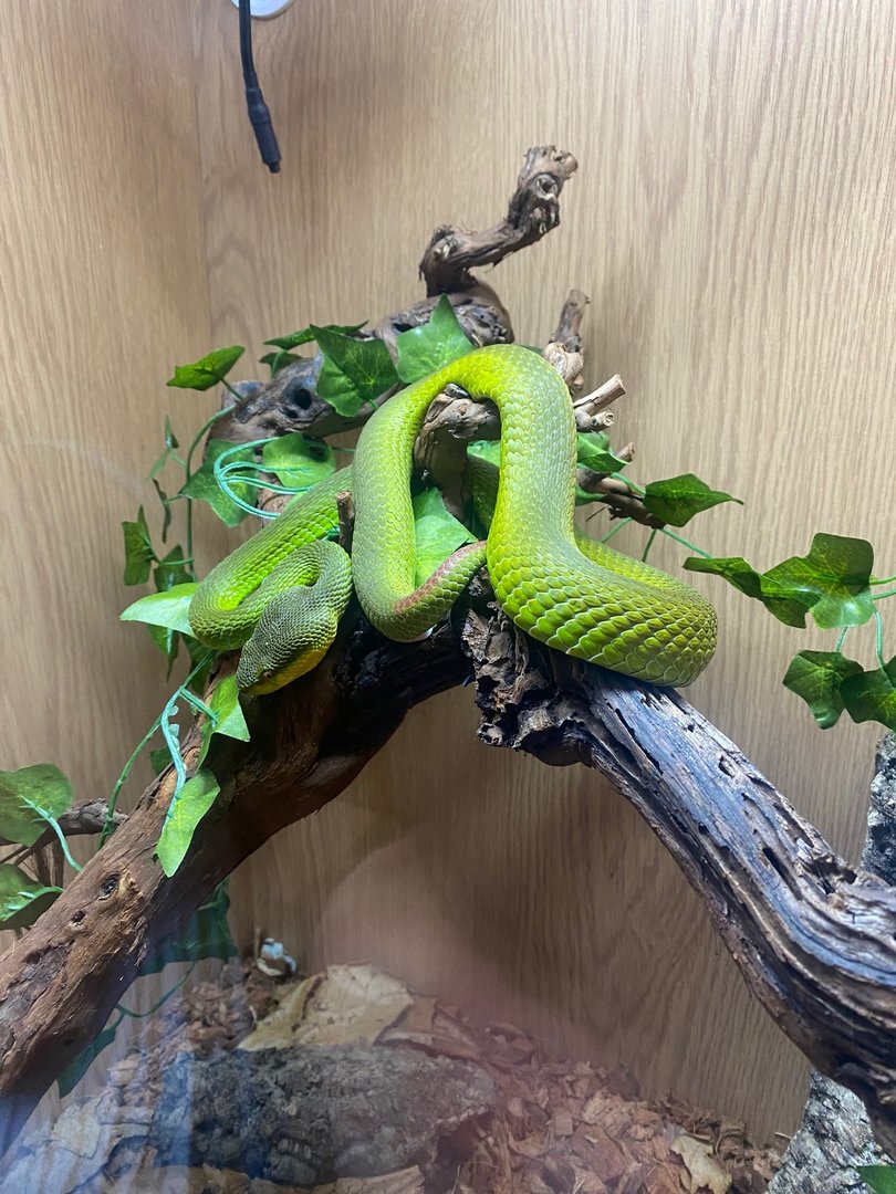 White-lipped pit viper (Crocs R Us, Bristol) 040923