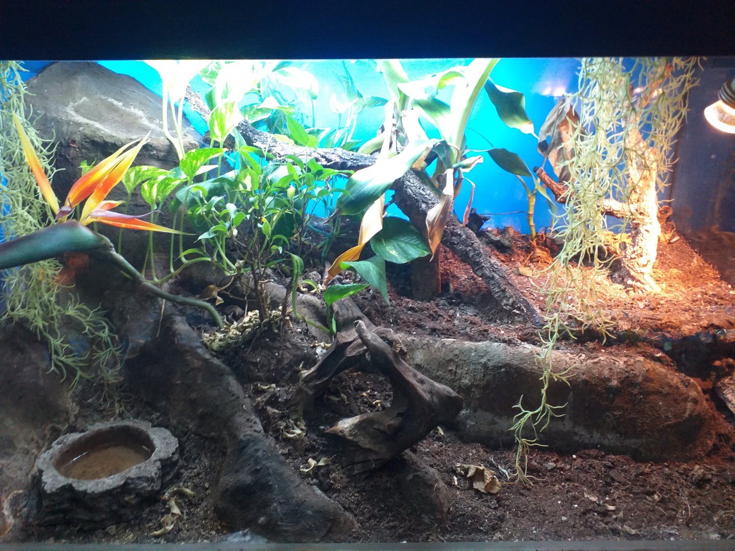 White-lipped pit viper -TerraNatura Benidorm (2021)