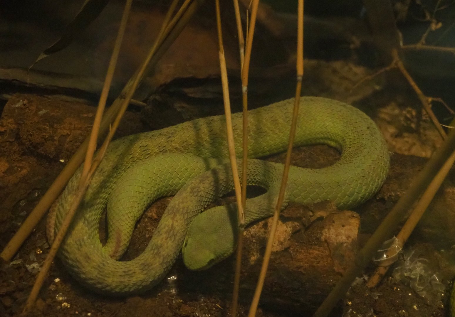 White-lipped pit viper (Trimeresurus albolabris), 2019-08-04