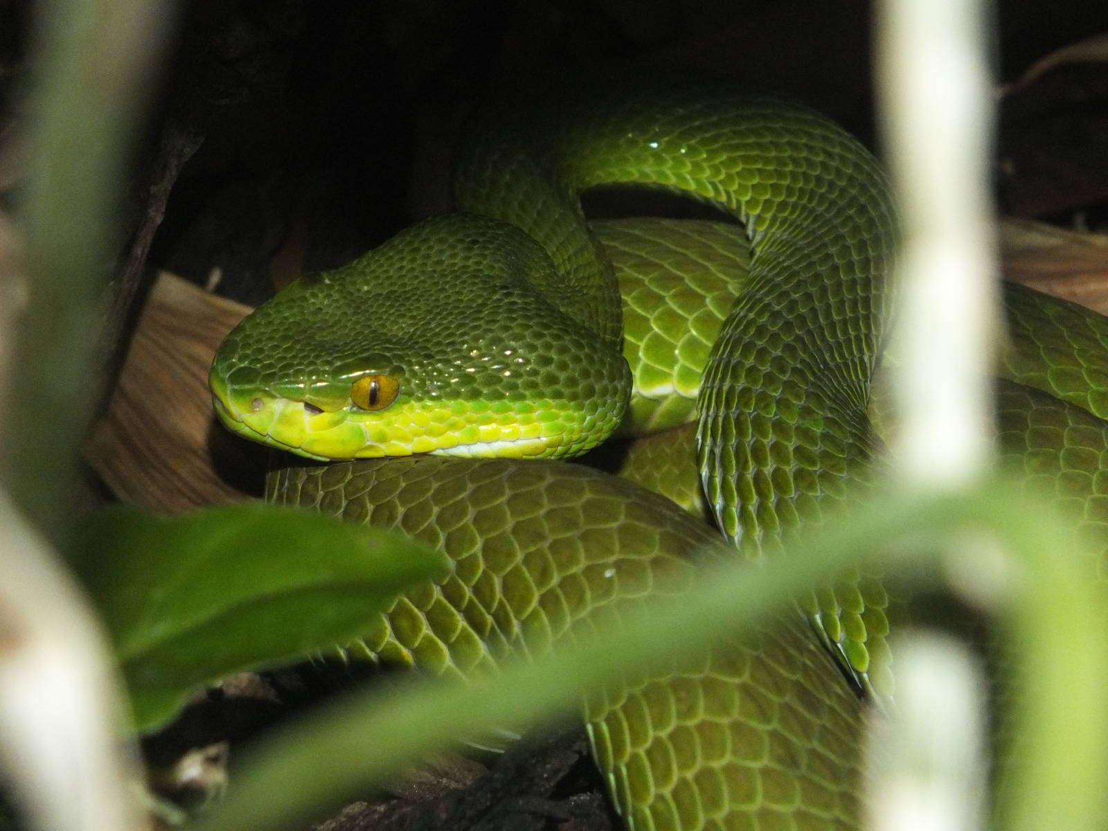 White-lipped Pit Viper (Trimeresurus albolabris) at Chester Zoo - February