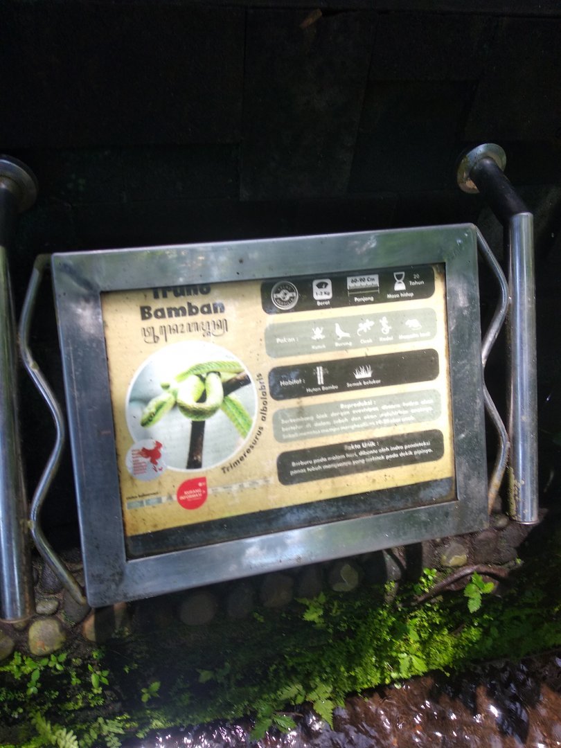 White-lipped pit viper (Trimeresurus albolabris) information panel