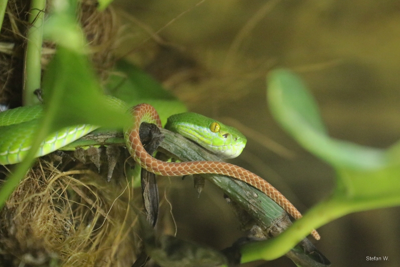 white-lipped pit viper (Trimeresurus albolabris)
