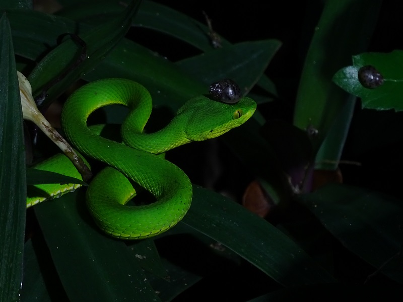 White-lipped pit viper (Trimeresurus albolabris)