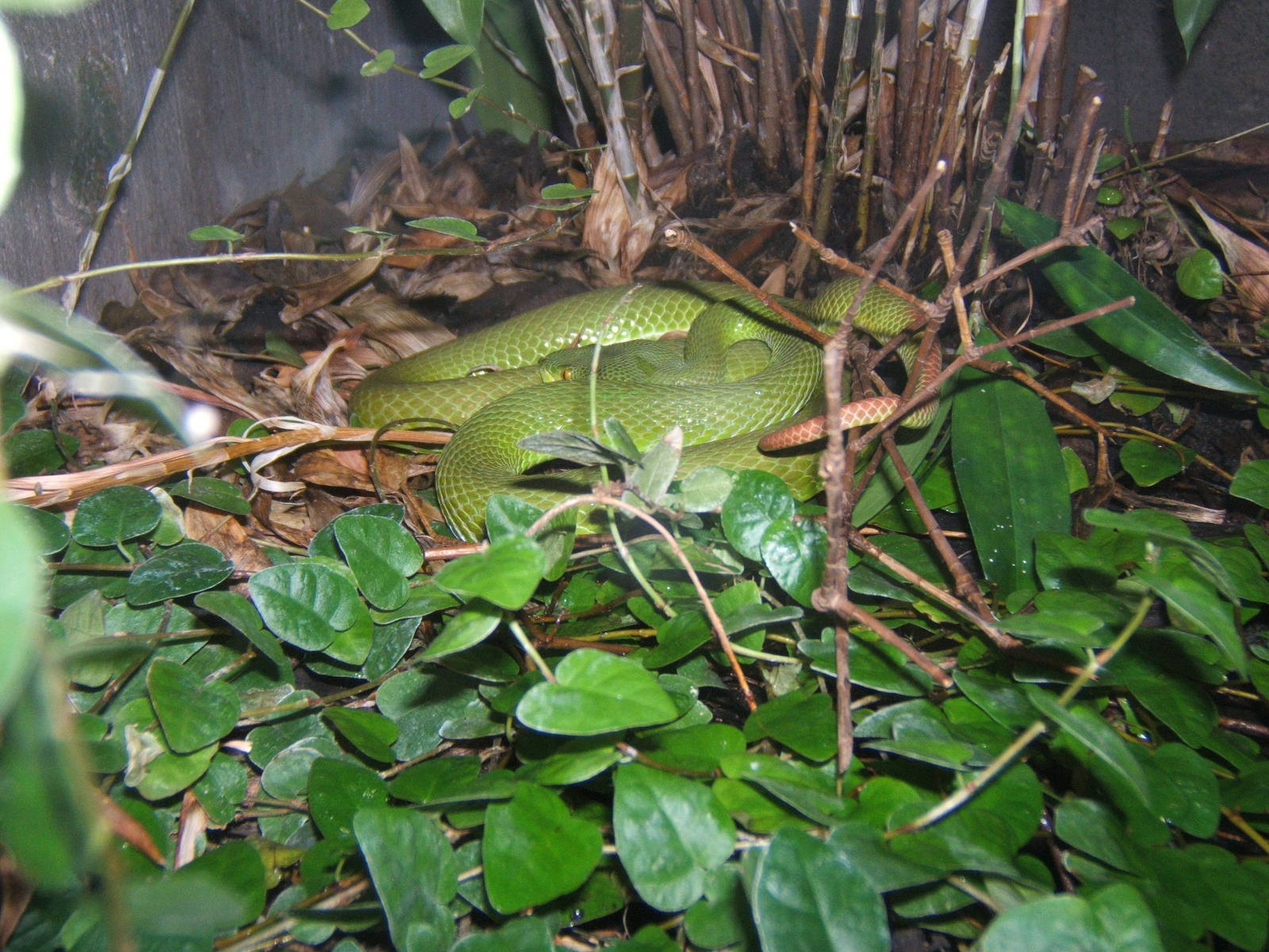 White-lipped Pit viper