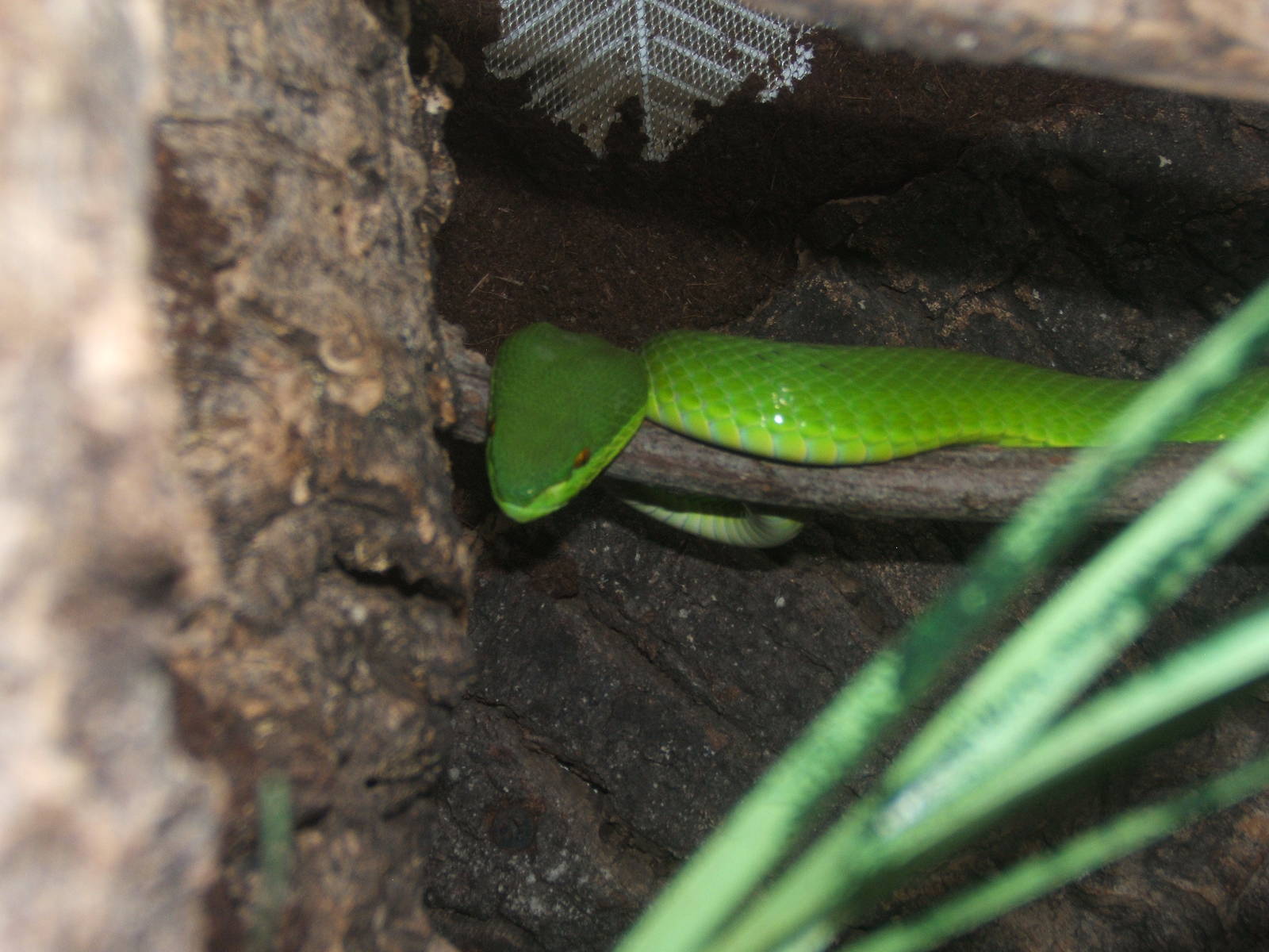 White-lipped Pit viper