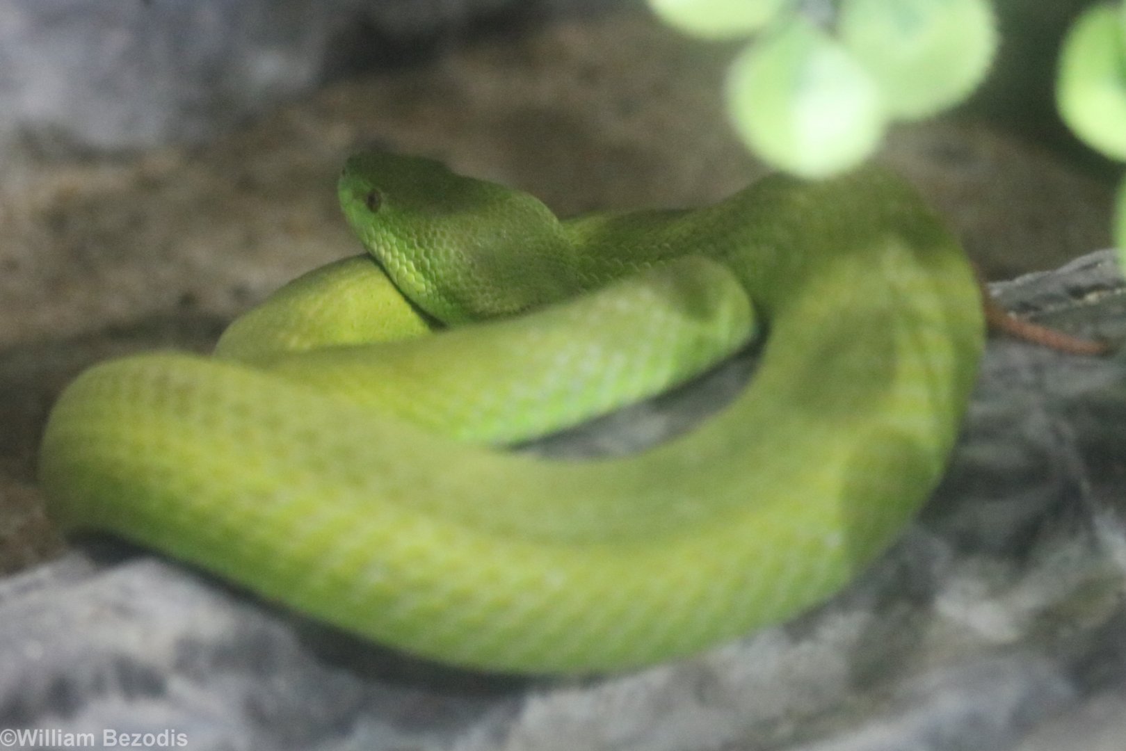 White-lipped Pit-viper