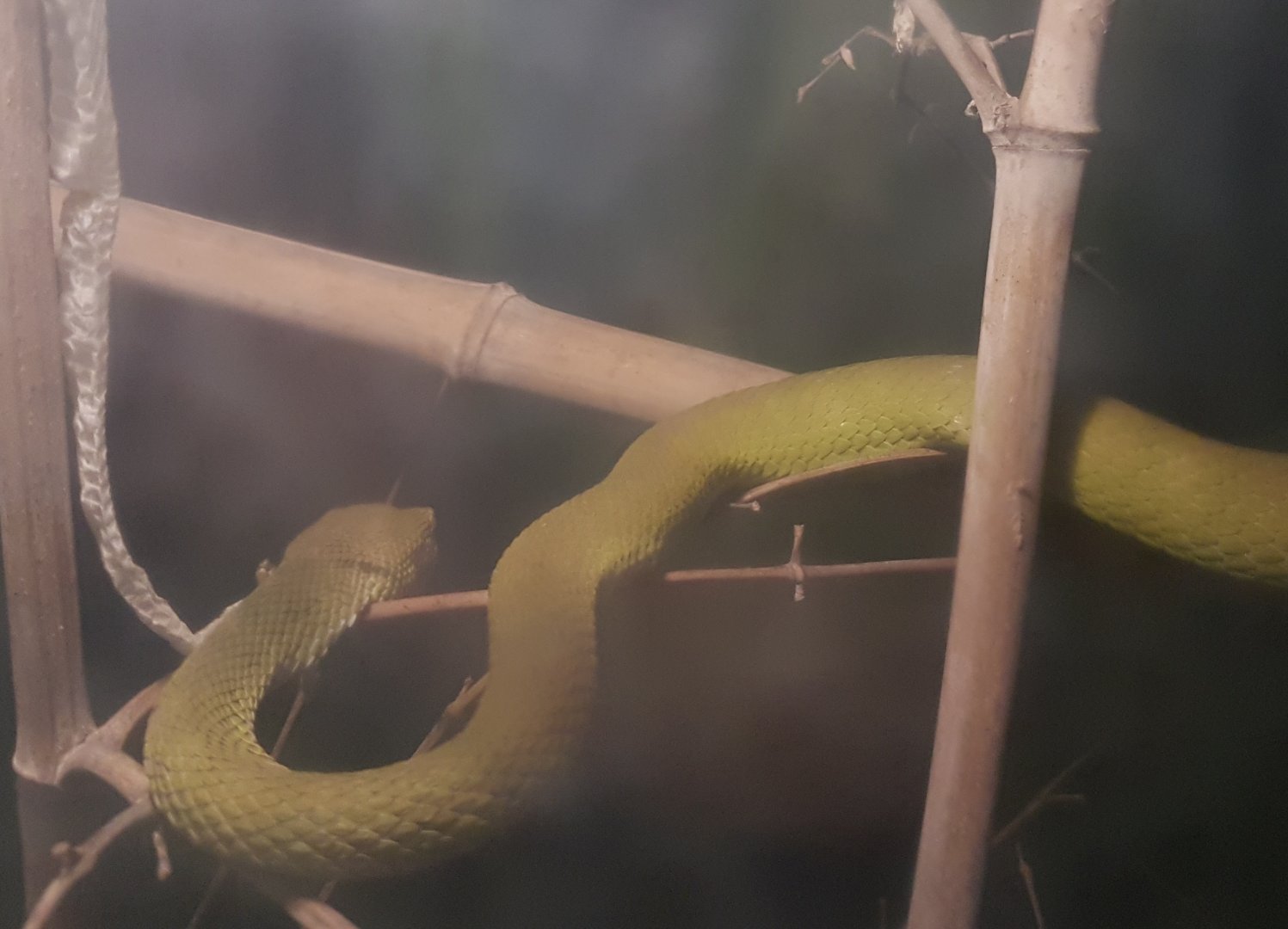 White-lipped pit-viper