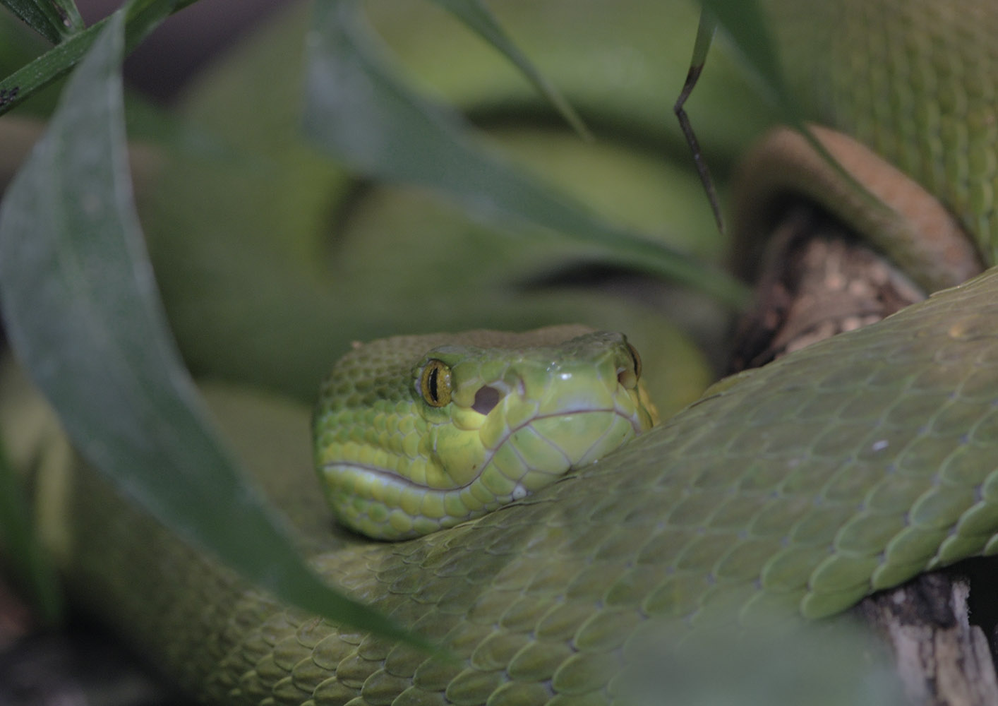 White-lipped pit viper