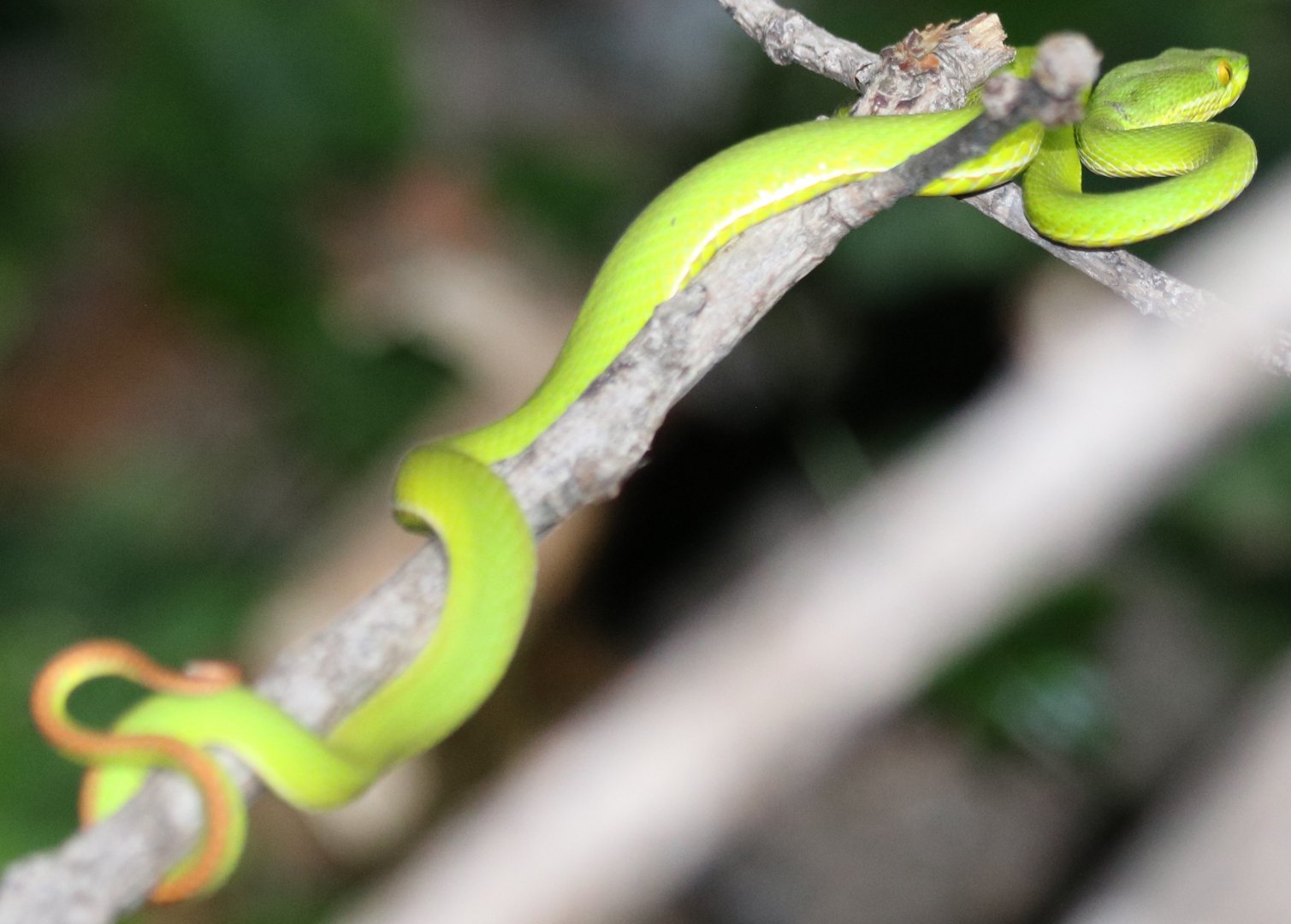 White-lipped Pit Viper