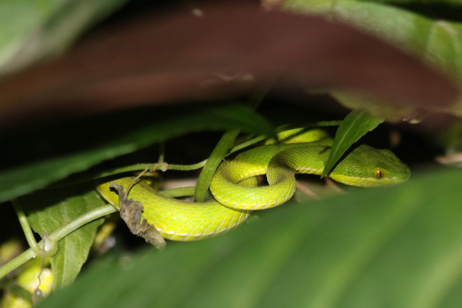 White-lipped Pit Viper