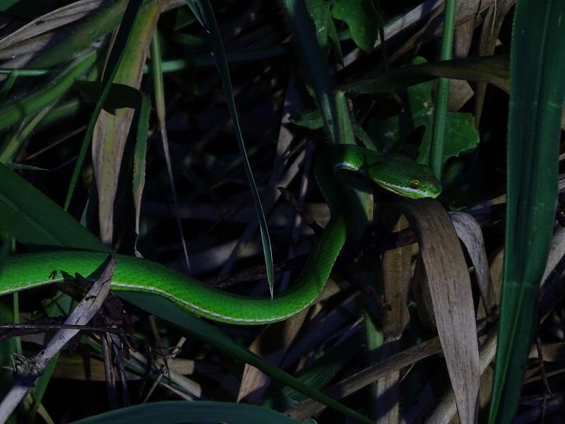 White-lipped pitviper (Trimeresurus albolabris)