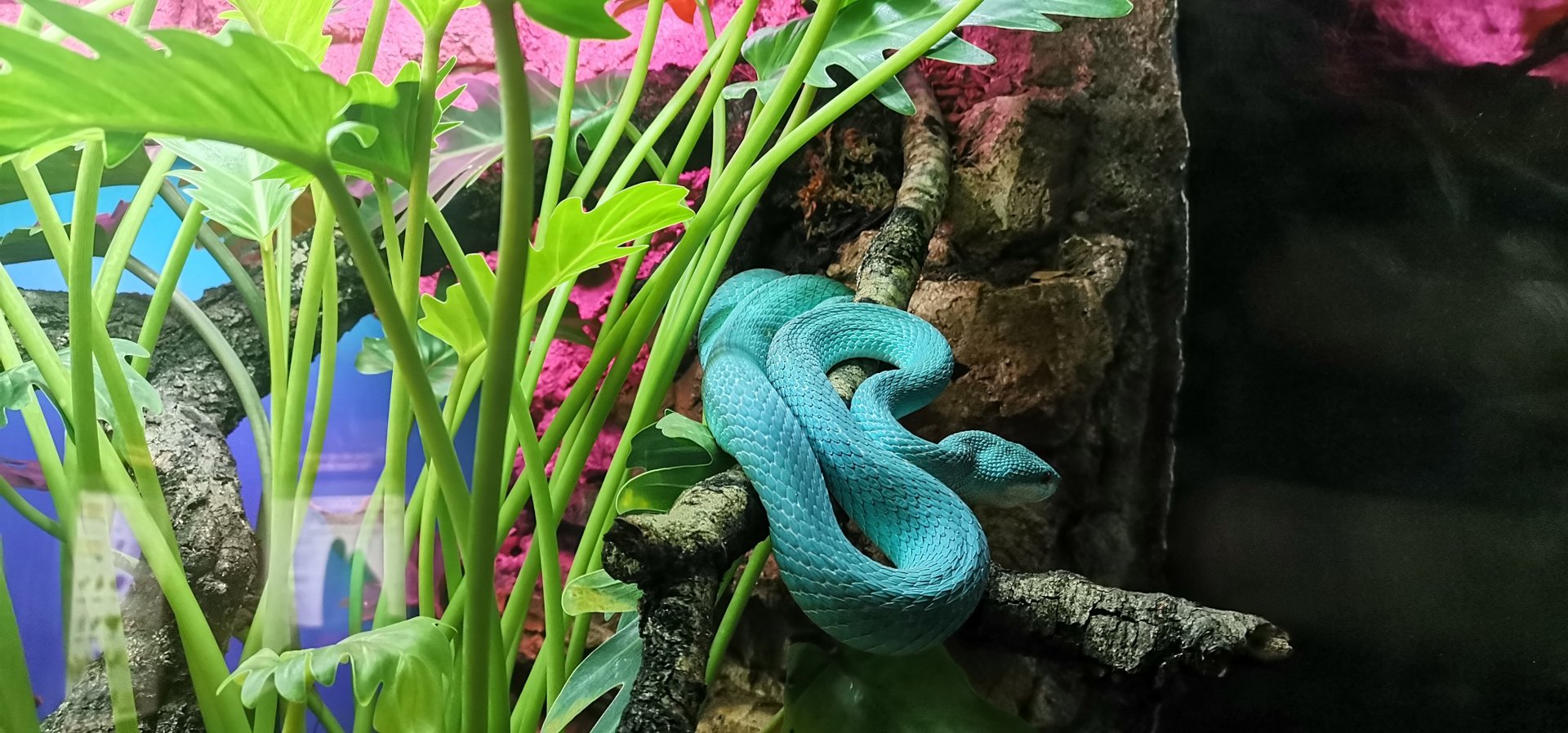 White-lipped Pitviper