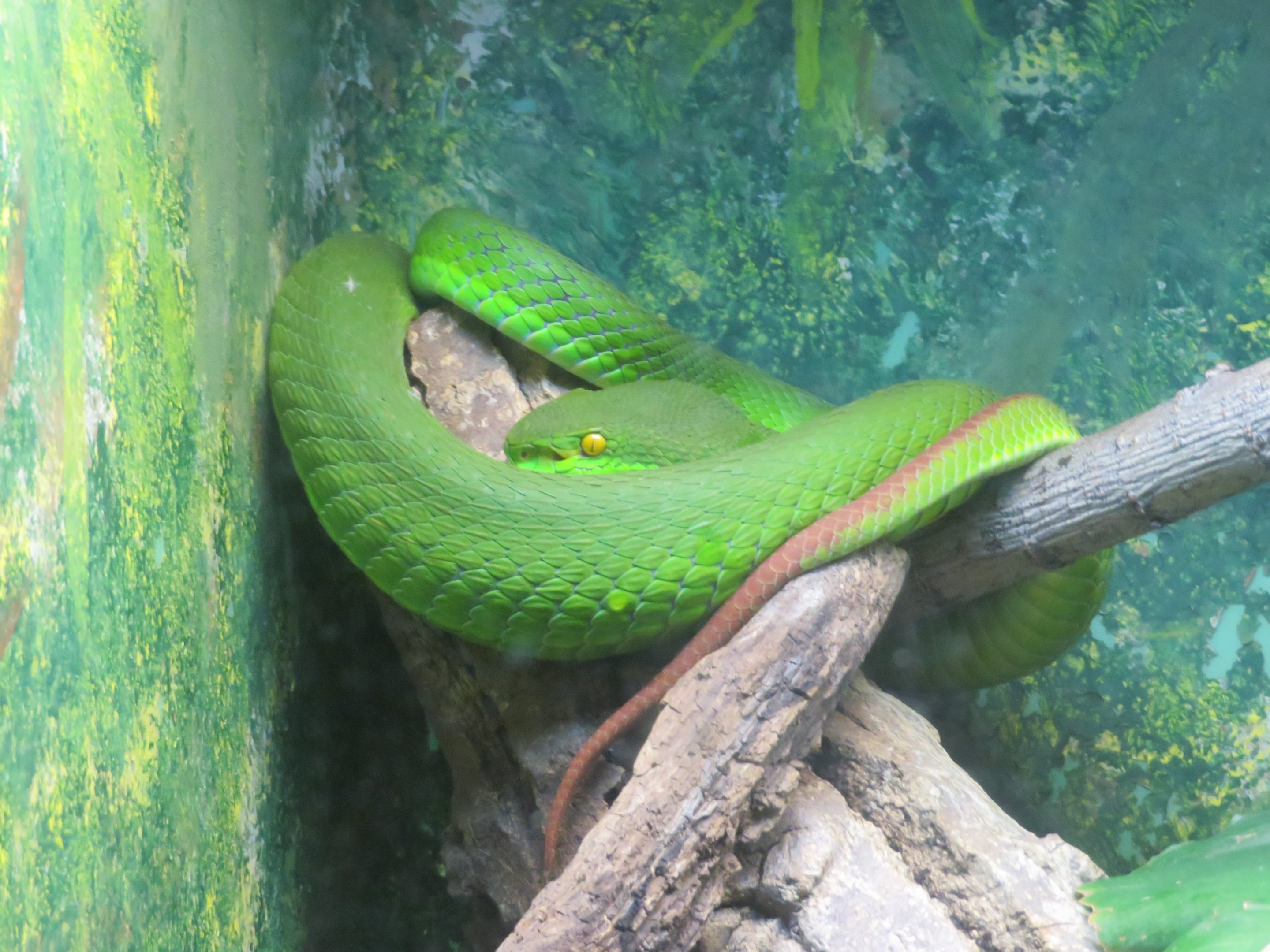White-lipped Pitviper
