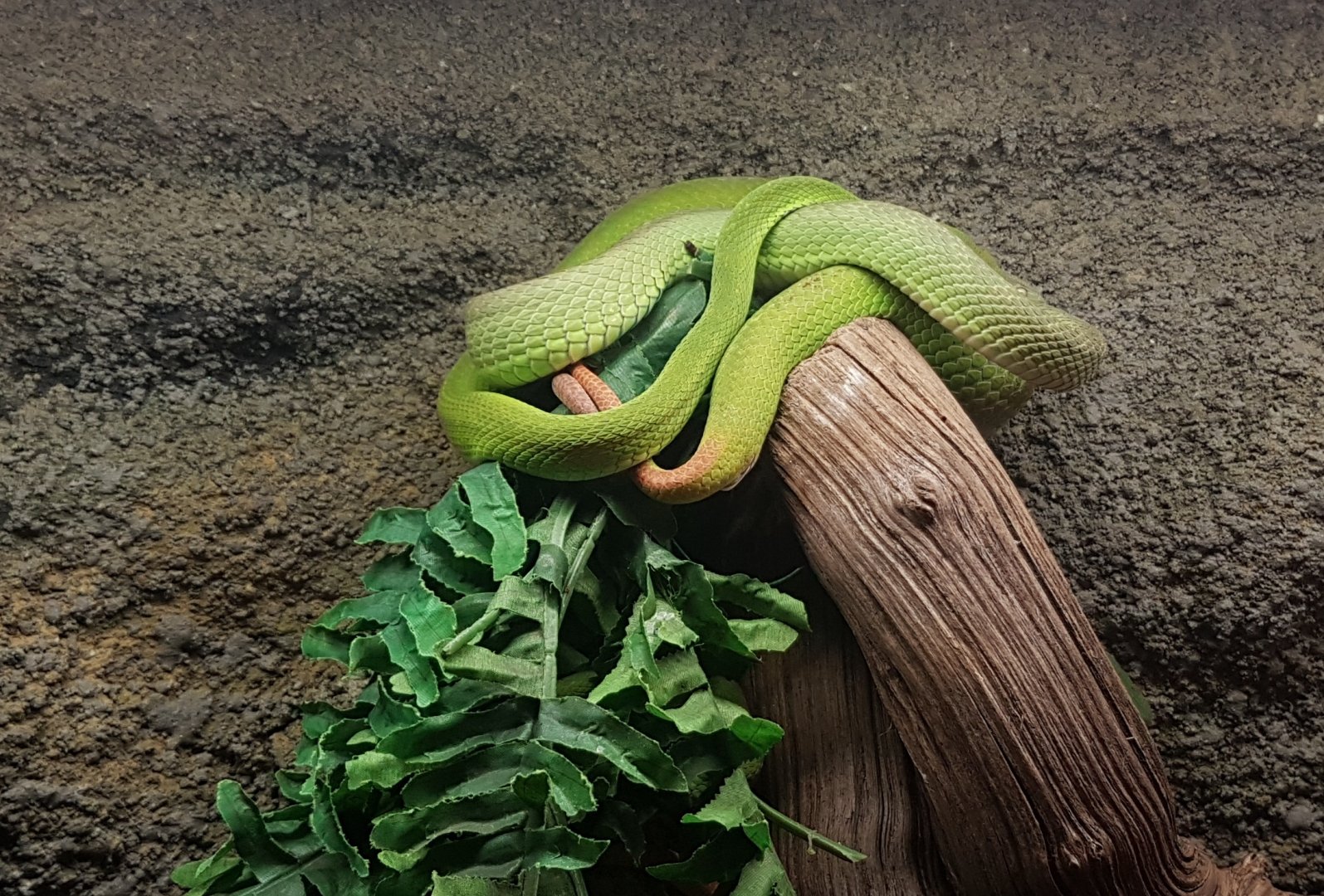 White-lipped pitvipers - Cryptelytrops albolabris