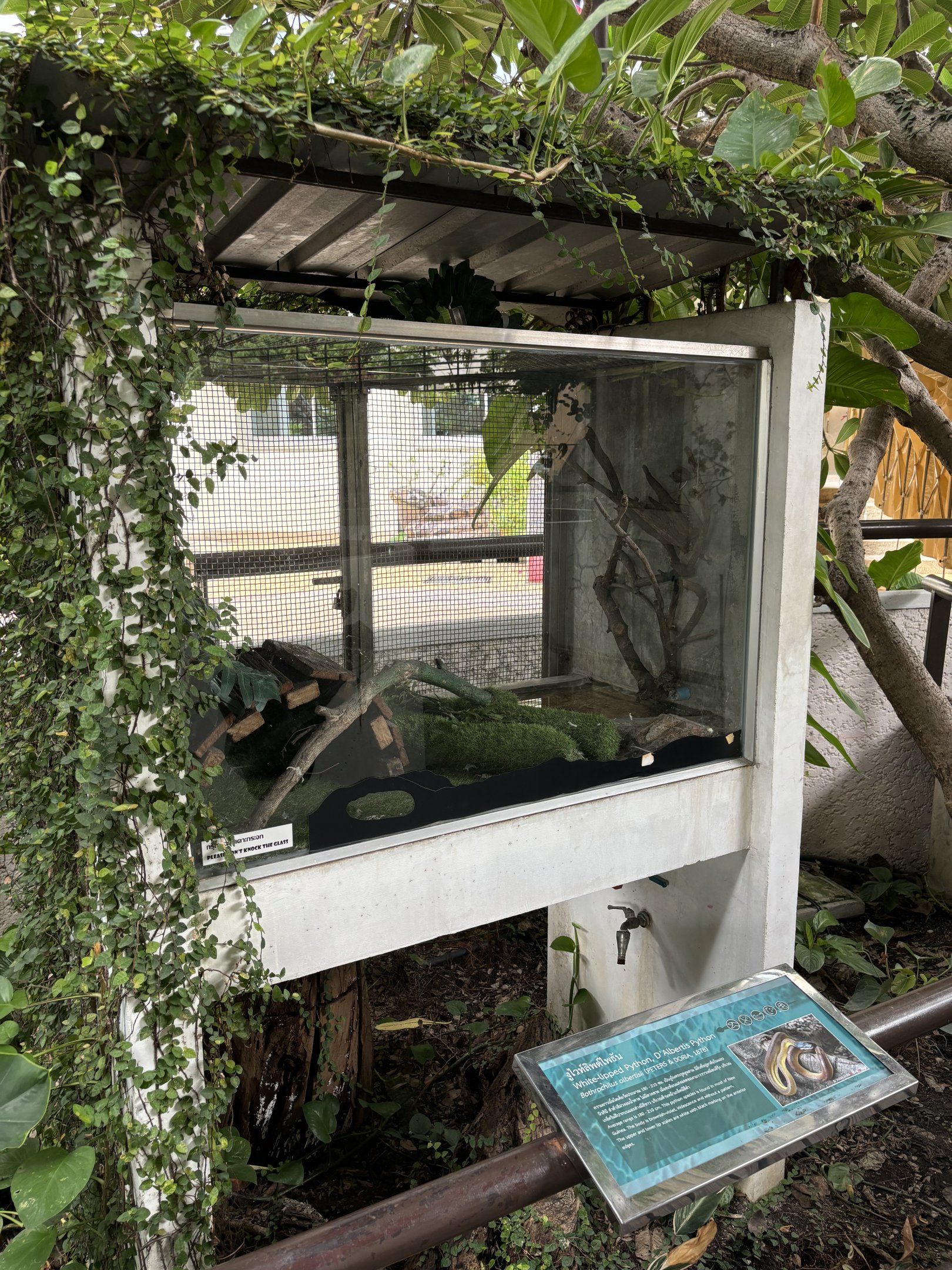 White-lipped Python Exhibit