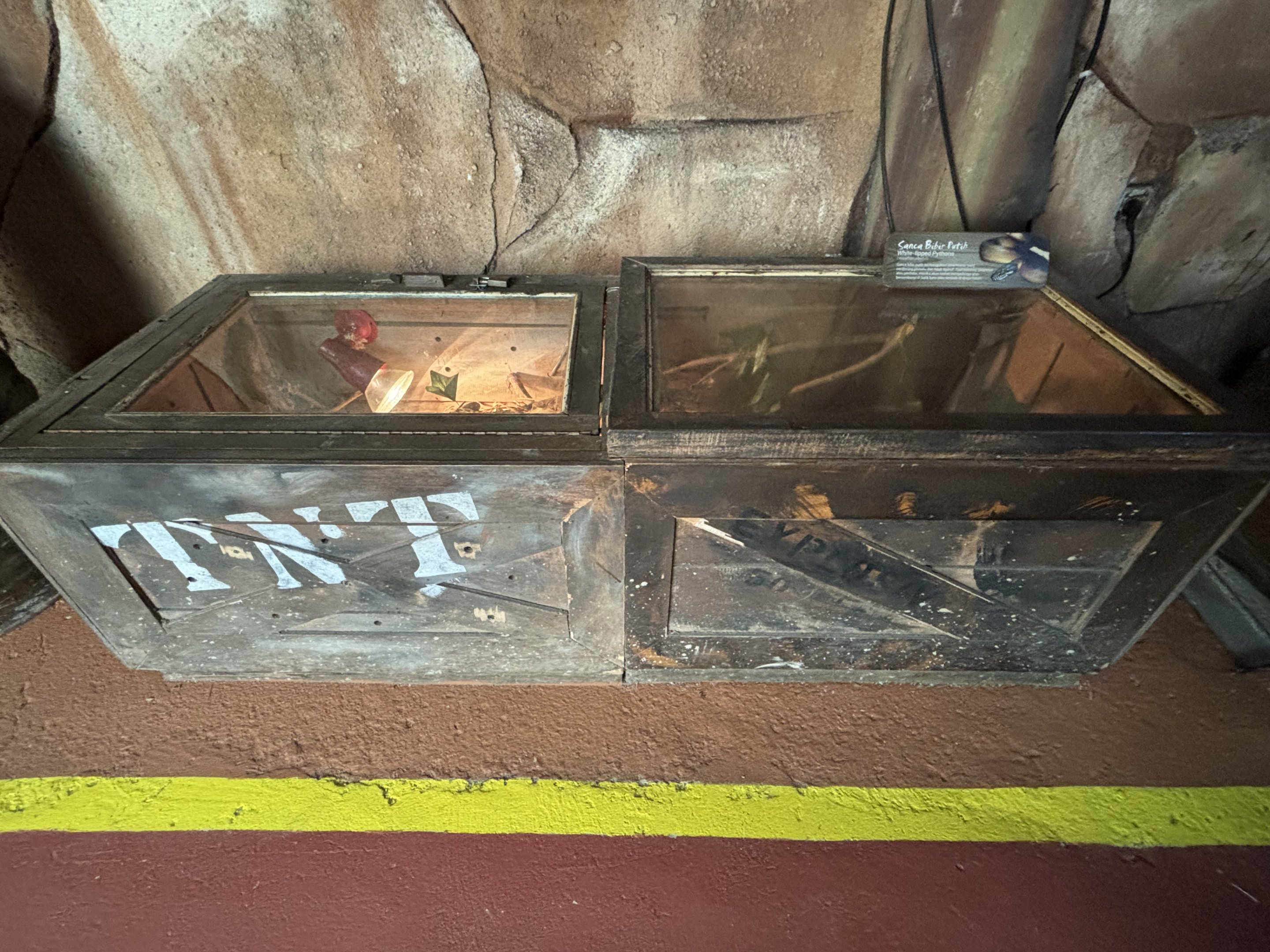 White-lipped Python Exhibit