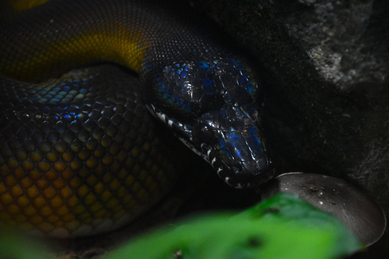 White lipped python, Leiopython albertisii