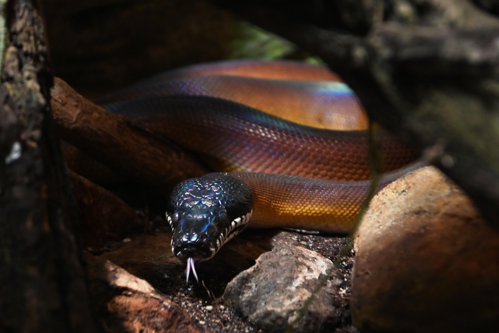 White-lipped python Leiopython albertisii